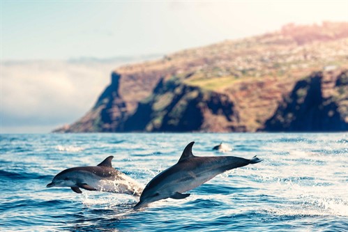 Our Madeira Dolphins
