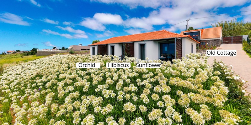 Quinta Inacia Orchid