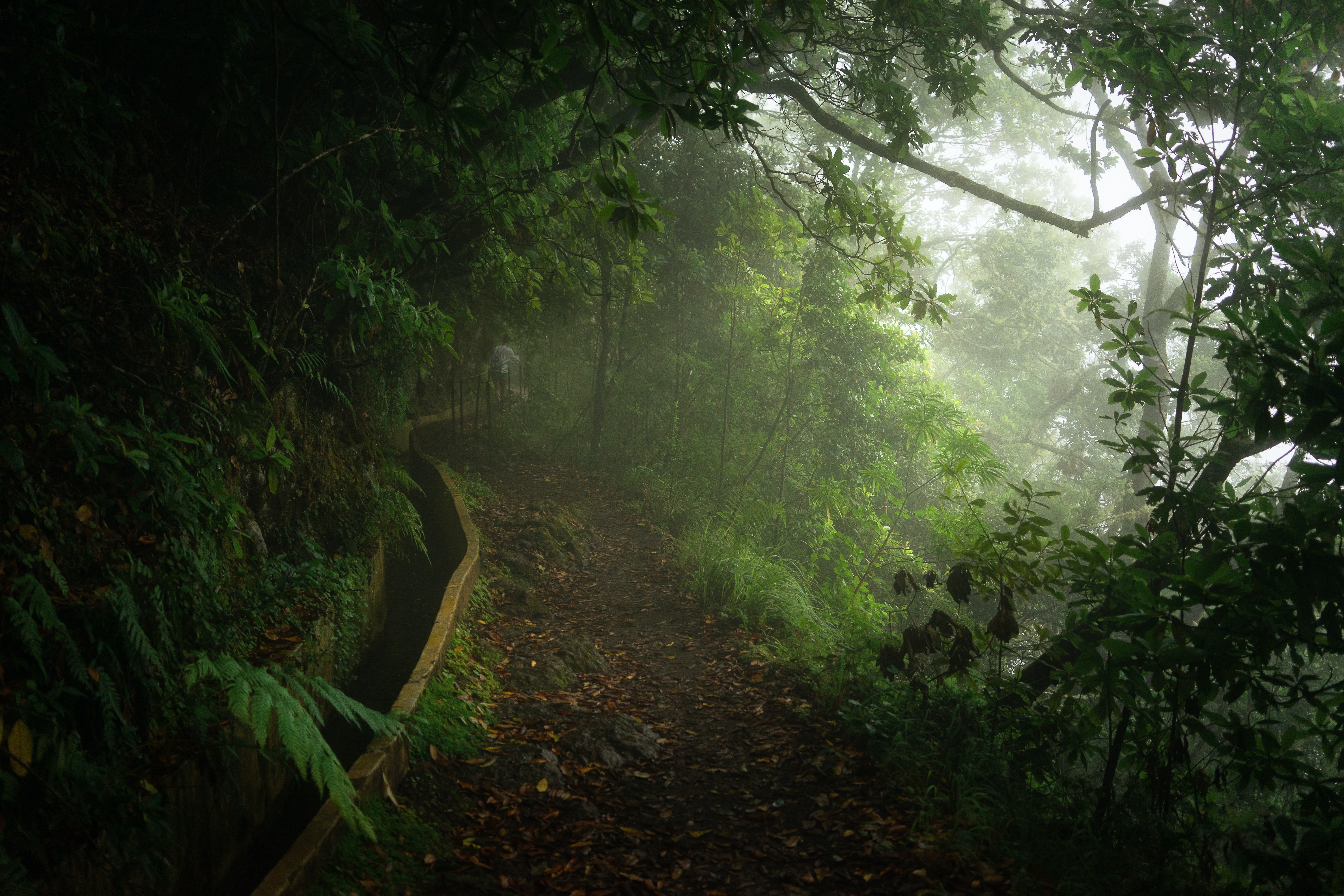 Exploring the Enchanting Laurisilva Forest of Madeira: A UNESCO Treasure